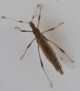 Berytinus minor